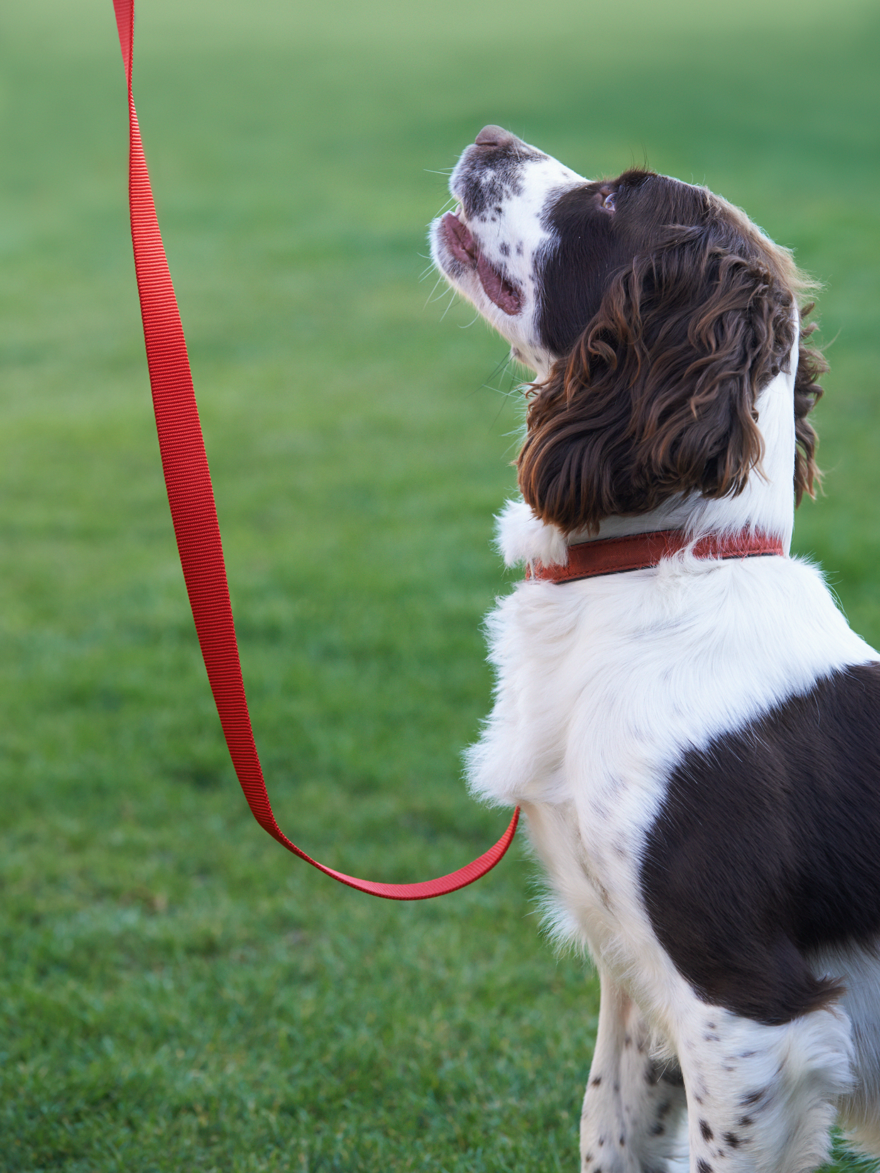 in-home dog training in washington dc