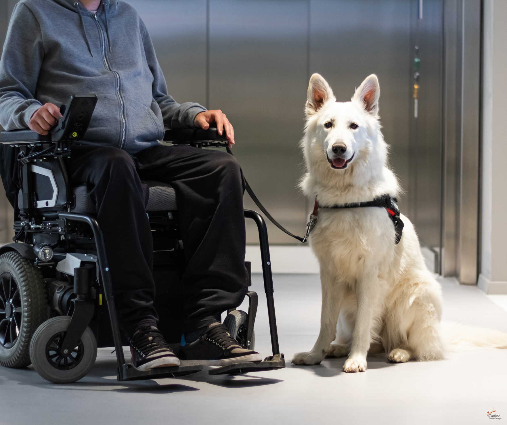 service dog training service dog training