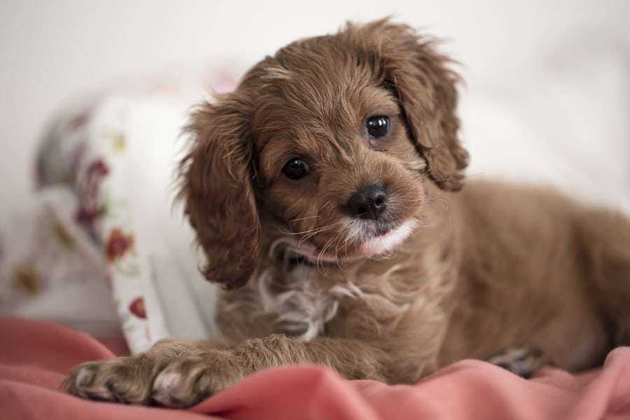 puppy training in dc