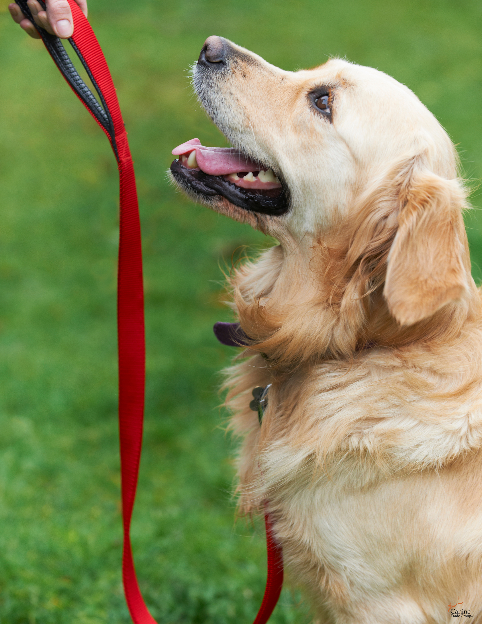 basic obedience training